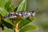 Nordische-Gebirgsschrecke-_Bohemanella-frigida_-[Melanoplus-frigidus]-w--Graubuenden-_2_-PS.jpg